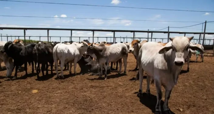 Na comparação com o terceiro trimestre de 2025, no entanto, o abate caiu 2,9% — Foto: Wenderson Araujo/CNA