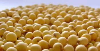 Estimativa foi ajustada para cima em relação ao último levantamento — Foto: Arquivo/Embrapa Cerrados