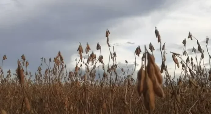 Atraso do plantio tem melhorado a produtividade da soja no Mato Grosso — Foto: Globo Rural