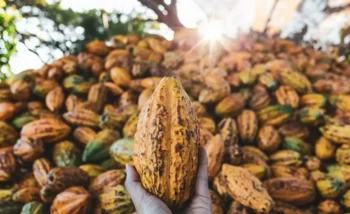 Segundo fonte, suspensão das importações não resolve o maior problema da cadeia, que é a menor demanda por cacau. — Foto: Getty Images