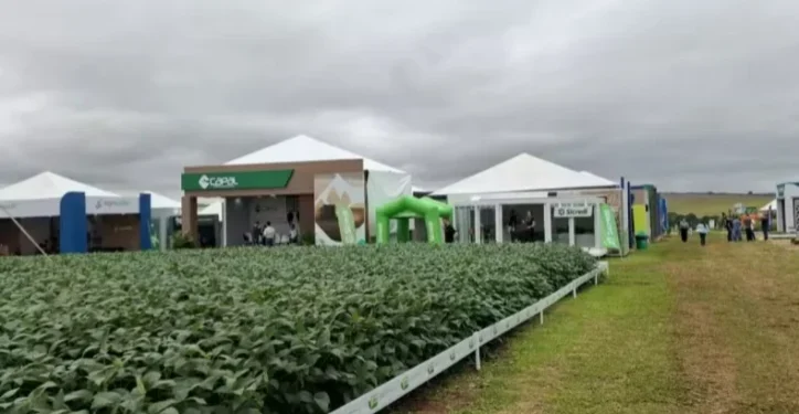 Evento vai apresentar recomendações técnicas para a obtenção de produtividades recordes — Foto: Divulgação