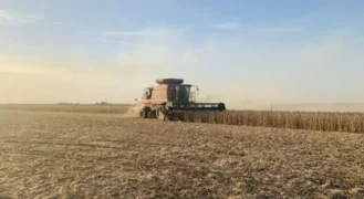 Vendas de soja dos EUA caíram 49% na semana encerrada no dia 19, em relação à semana anterior — Foto: Globo Rural