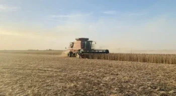 Vendas de soja dos EUA caíram 49% na semana encerrada no dia 19, em relação à semana anterior — Foto: Globo Rural