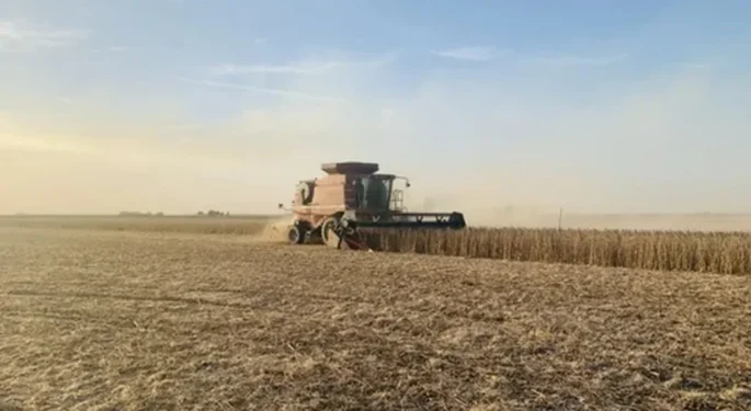 Vendas de soja dos EUA caíram 49% na semana encerrada no dia 19, em relação à semana anterior — Foto: Globo Rural