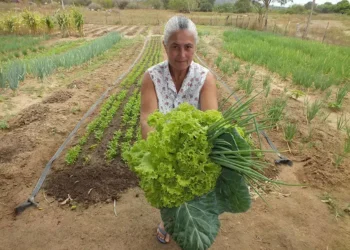 As ações e projetos vão priorizar territórios do semiárido com histórico de participação no Fundo Garantia-Safra — Foto: Divulgação/Embrapa