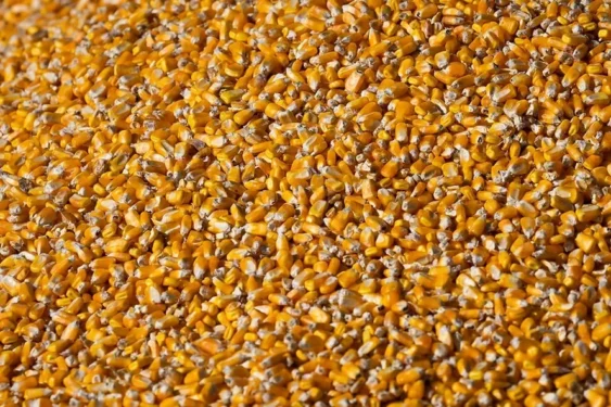 Compradores de milho estão buscando a recomposição de estoques — Foto: Wenderson Araujo/CNA