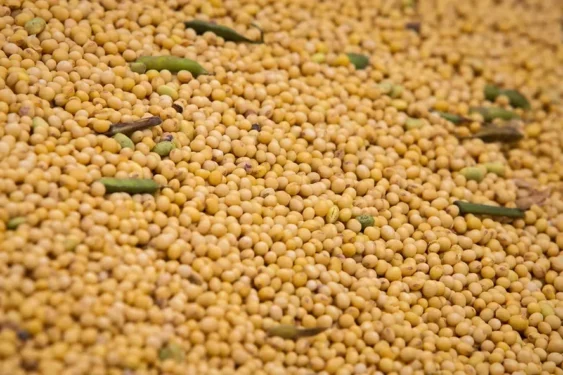 Alta da soja é impulsionada pela busca de oportunidades por parte dos investidores após as baixas recentes — Foto: Wenderson Araujo/CNA