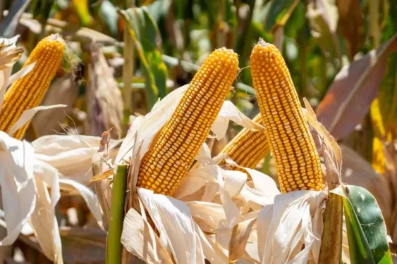 Foram exportadas 784,2 mil toneladas de milho nos primeiros 15 dias úteis de março — Foto: Mauricio Tonetto / SecomRS