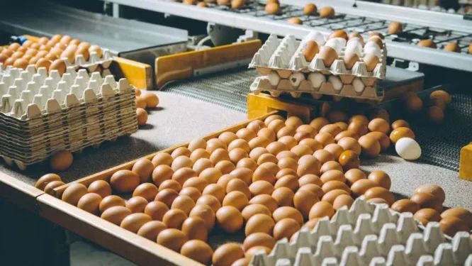Demanda por ovos segue aquecida, e algumas granjas estão atendendo apenas cargas previamente programadas — Foto: Canva/Creative Commons