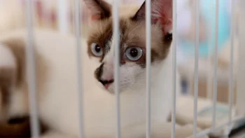 Denuncie envenenamentos de animais pelos canais oficiais - Foto Lia Mara