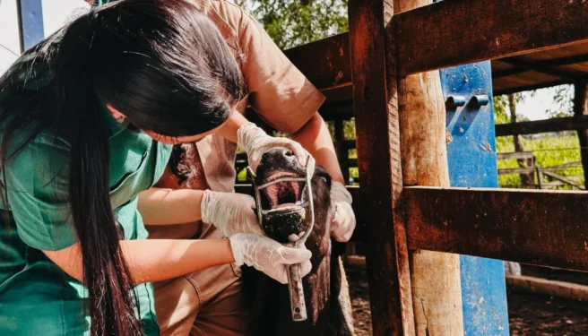 Vigilância ativa em febre aftosa realizada pelos médicos-veterinários da Adapec verifica sinais clínicos nos animais. (Foto: Majuh Souza/Governo do Tocantins)
