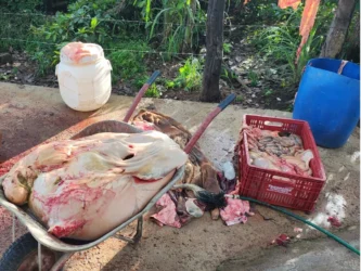 Abate clandestino é ilegal: ação da Adapec apreende carne irregular e interdita local após denúncia.