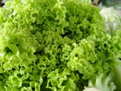 Compradores de folhosas mantiveram postura mais cautelosa com a proximidade do final do mês — Foto: Ceagesp