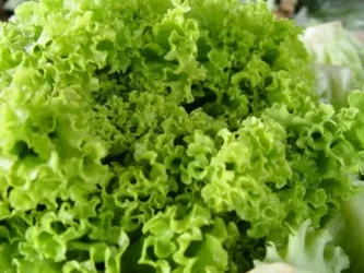 Compradores de folhosas mantiveram postura mais cautelosa com a proximidade do final do mês — Foto: Ceagesp