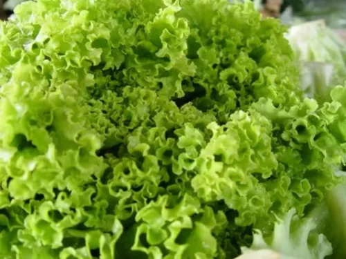 Compradores de folhosas mantiveram postura mais cautelosa com a proximidade do final do mês — Foto: Ceagesp