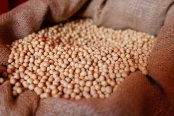 As sementes adquiridas pelo agricultor, produzidas pela multinacional, não tinham registro no Ministério da Agricultura para plantio no município em que foi cultivado — Foto: Fredy Vieira/Globo Rural