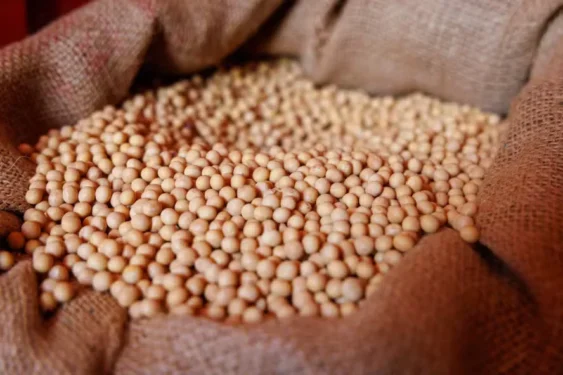 As sementes adquiridas pelo agricultor, produzidas pela multinacional, não tinham registro no Ministério da Agricultura para plantio no município em que foi cultivado — Foto: Fredy Vieira/Globo Rural