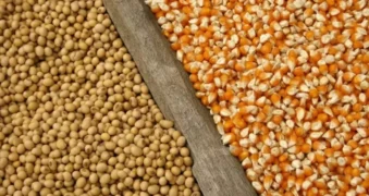 Aumentos nos preços do petróleo com a guerra no Oriente Médio eleva as cotações dos grãos — Foto: iStock/Mapa