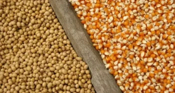 Aumentos nos preços do petróleo com a guerra no Oriente Médio eleva as cotações dos grãos — Foto: iStock/Mapa