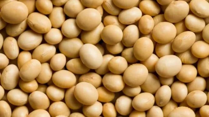 O preço da soja opera em alta nesta sexta-feira — Foto: Divulgação