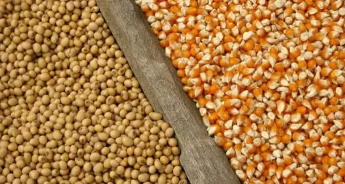 Aumento do petróleo está impulsionando as cotações da soja e do milho — Foto: iStock/Mapa