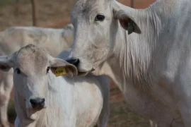 Foto: Tony Oliveira/CNA