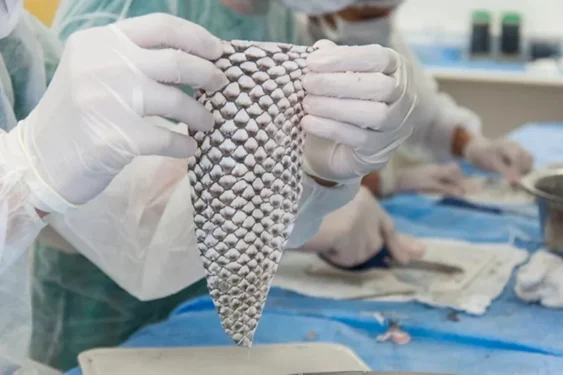 Divulgação/Viktor Braga/UFC