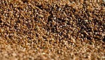 Vendedores brasileiros estão mais firmes nos preços pedidos pelo trigo no mercado físico nacional — Foto: Wenderson Araujo/CNA