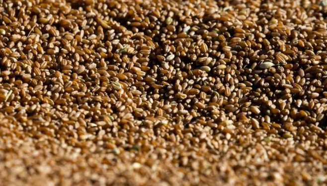 Vendedores brasileiros estão mais firmes nos preços pedidos pelo trigo no mercado físico nacional — Foto: Wenderson Araujo/CNA