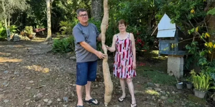 Agricultor colhe mandioca gigante de 2,2 metros em Santa Catarina — Foto: Graziela Tillmann/Testo Notícias