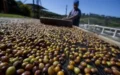 Cooperativa é a maior do país no segmento de café — Foto: Globo Rural