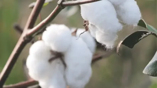 O Pará é o quarto Estado a ser retirado da zona de exclusão para o cultivo de algodão geneticamente modificado, depois de Tocantins, Roraima, Rondônia, além de regiões de Mato Grosso — Foto: Getty Images