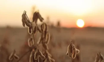 'Não vejo espaço para quedas bruscas no preço da soja', diz analista — Foto: Globo Rural