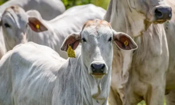 Abate de fêmeas e novilhas ajuda a explicar o movimento de valorização dos bezerros — Foto: Marcus Mesquita/Divulgação