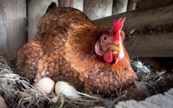 Redução da postura ocorre em todas as raças e linhagens de galinhas — Foto: Canva/ Creative Commoms