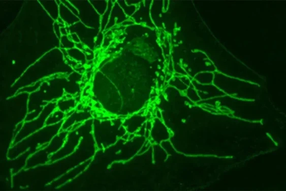 Jean-Claude Martinou/UNIGE