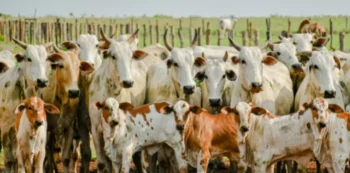 Foto Keven Lopes / Governo do Tocantins