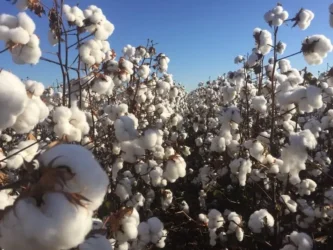 Ganho no preço final do algodão acaba sendo acompanhado por um salto nos custos operacionais — Foto: Ampasul/Divulgação