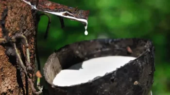 Ministério da Agricultura vai definir o volume máximo de borracha natural a ser comercializada por cada produtor rural, em toda a safra — Foto: Canva/ Creative Commoms