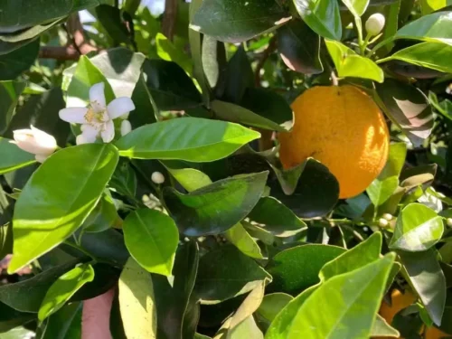 Margens de lucro devem ser apertadas na próxima safra de laranja — Foto: Fundecitrus/Divulgação