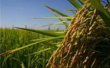 Companhia atua na produção, beneficiamento e comercialização de grãos, com destaque para arroz, soja e feijão — Foto: Globo Rural