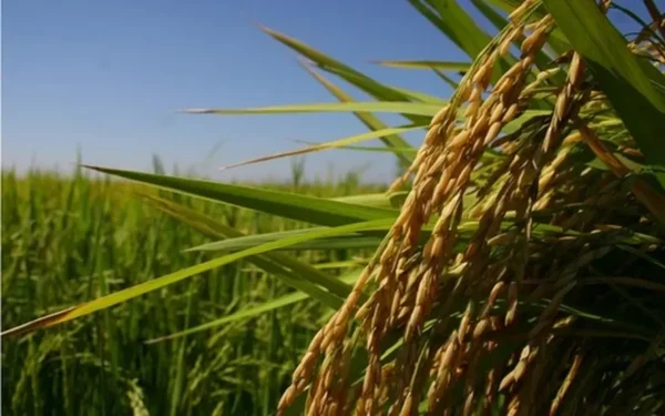 Companhia atua na produção, beneficiamento e comercialização de grãos, com destaque para arroz, soja e feijão — Foto: Globo Rural
