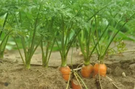 Redução de área plantada com cenoura, motivada por baixos preços em temporadas anteriores, também contribui para uma oferta mais ajustada em 2025/26 — Foto: Creative Commons