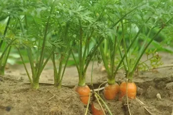 Redução de área plantada com cenoura, motivada por baixos preços em temporadas anteriores, também contribui para uma oferta mais ajustada em 2025/26 — Foto: Creative Commons