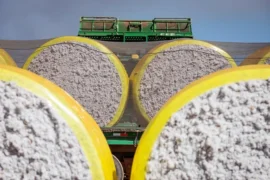 Avanço nos preços do algodão também foi sustentado pela valorização externa do petróleo, o encarecimento do frete e o elevado comprometimento da safra 2024/25 — Foto: Wenderson Araujo/CNA