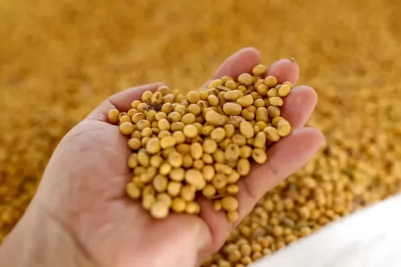 Forte alta dos preços do petróleo também impulsiona cotações da soja — Foto: Gustavo Mansur / Secom-RS