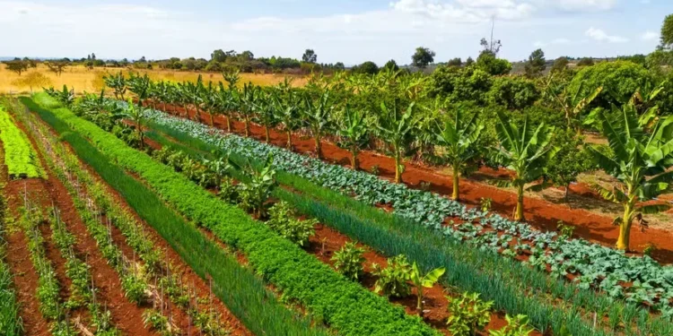 Produtor interessado deverá cadastrar sua propriedade e unidade de produção junto ao órgão de defesa sanitária estadual — Foto: Wenderson Araújo/CNA