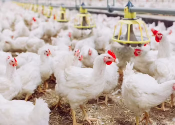 Sequência de fortes retrações no preço do frango perdeu a força em abril — Foto: Canva/Creative Commons
