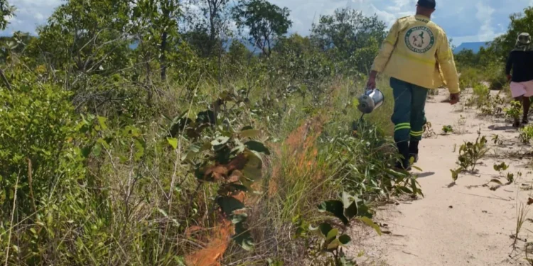 Foram iniciadas as queimas prescritas e a construção de aceiros, que são fundamentais para a prevenção de incêndios nas UCs - Foto: Divulgação/Naturatins