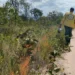 Foram iniciadas as queimas prescritas e a construção de aceiros, que são fundamentais para a prevenção de incêndios nas UCs - Foto: Divulgação/Naturatins
